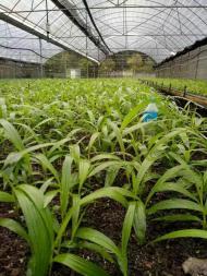 登丰农业供应白芨种苗提供GAP规范化种植技术