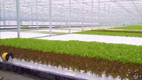 玻璃温室现代农业种植系统有哪些种类,又该怎样选择